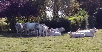 Contented grazing cows